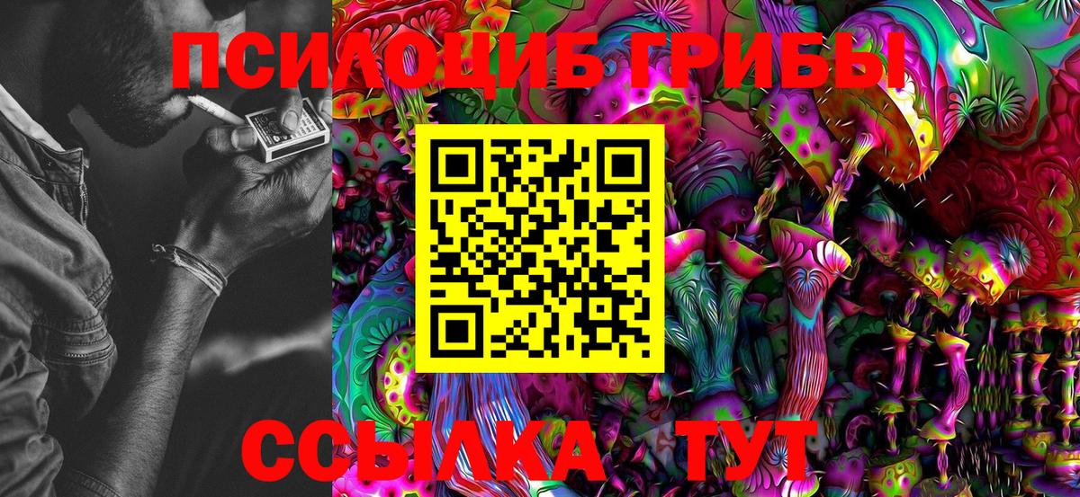 Галлюциногенные грибы Psilocybe Кузнецк